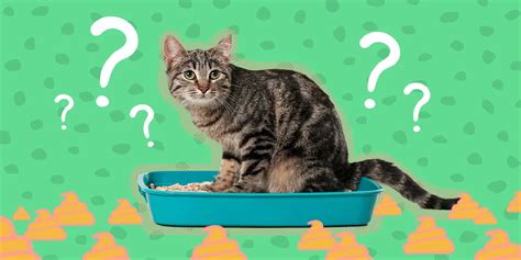 ヘッドオフィスジャパン株式会社: なぜ猫はビジネスミーティングに参加しないのか？