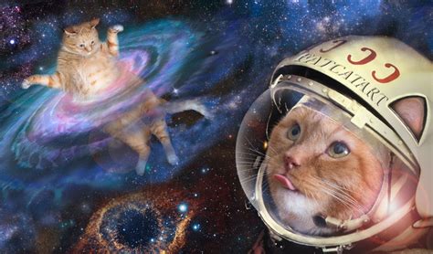 本 コピー 方法: なぜ猫は宇宙を支配するのか？